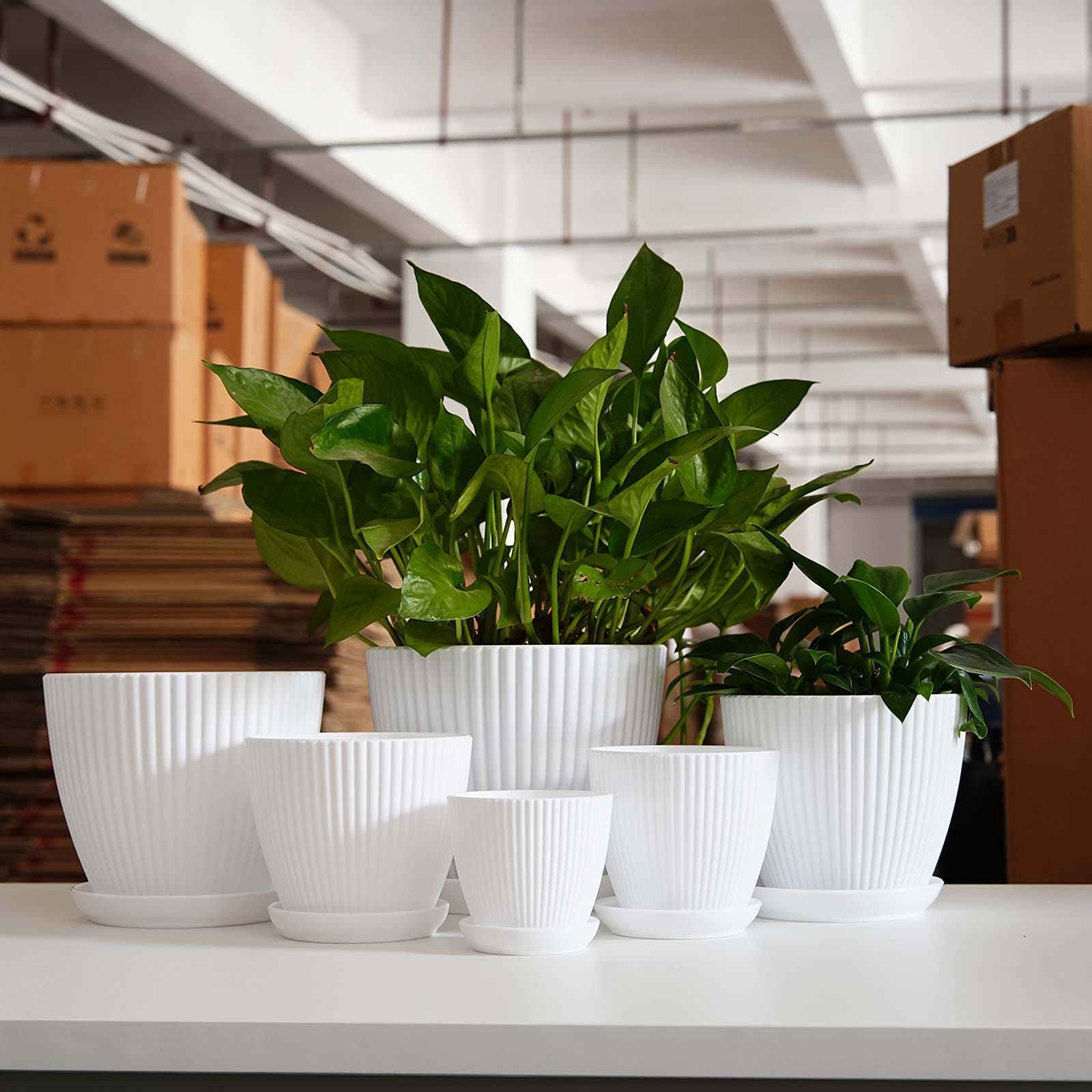 Vertical Striped Plant Pot Thi - Snake Plant Ceramic ulasan dan harga