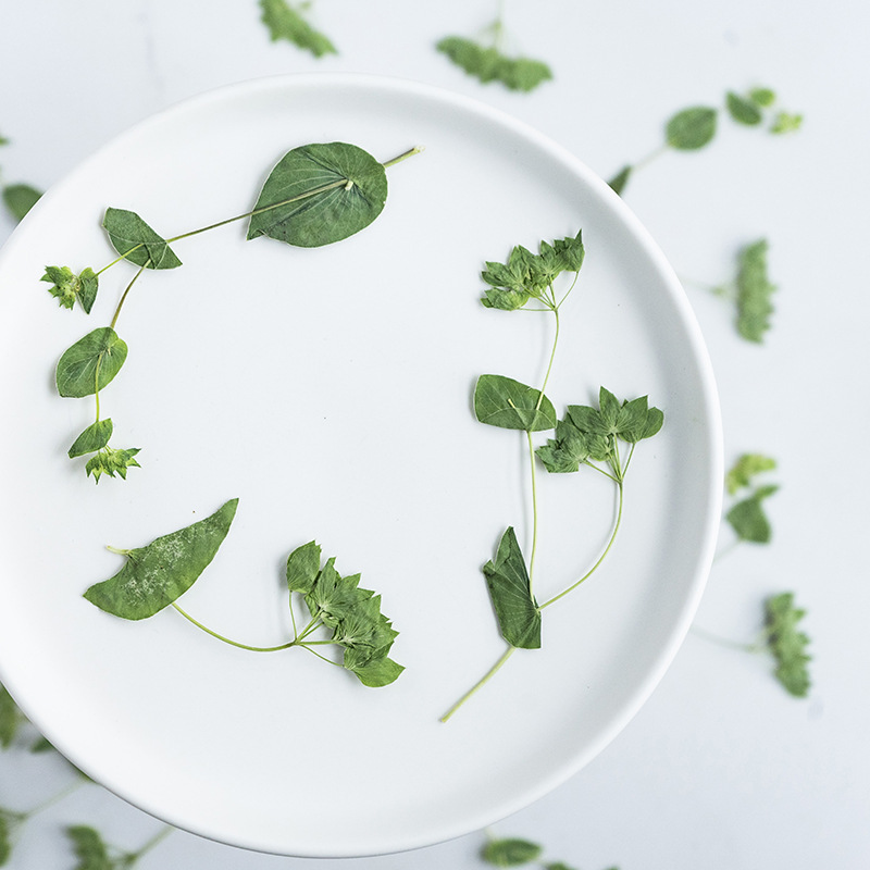 60Pcs Rabbit Ear Grass with Br - Plant Parent Sticker ulasan dan harga