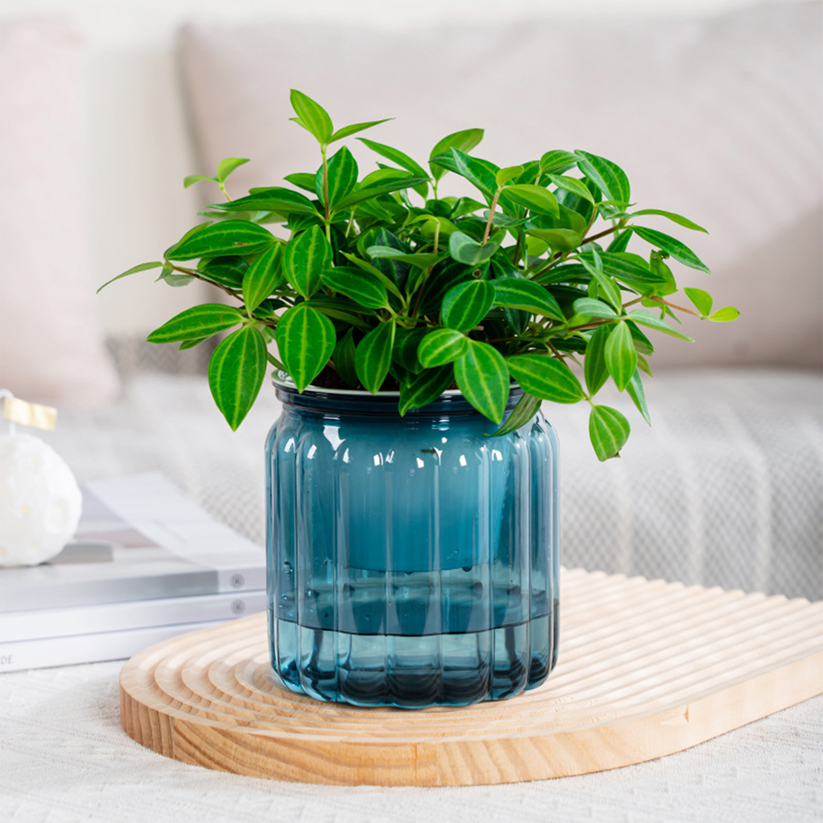 Elegant Self Watering Planter  - Snake Plant Ceramic ulasan dan harga